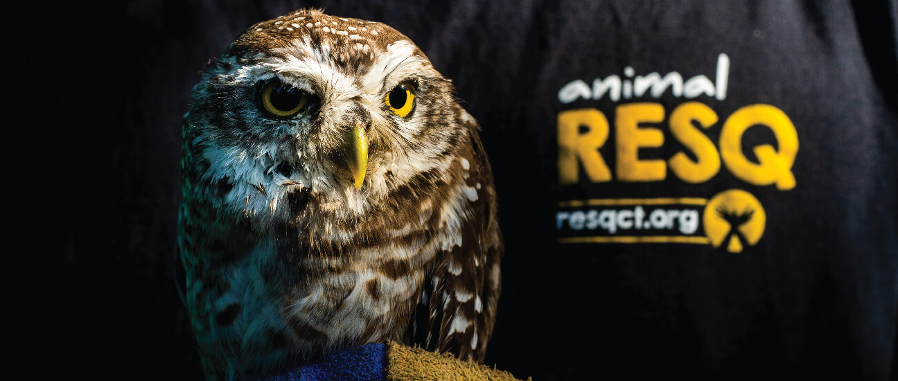 ResQ animal care